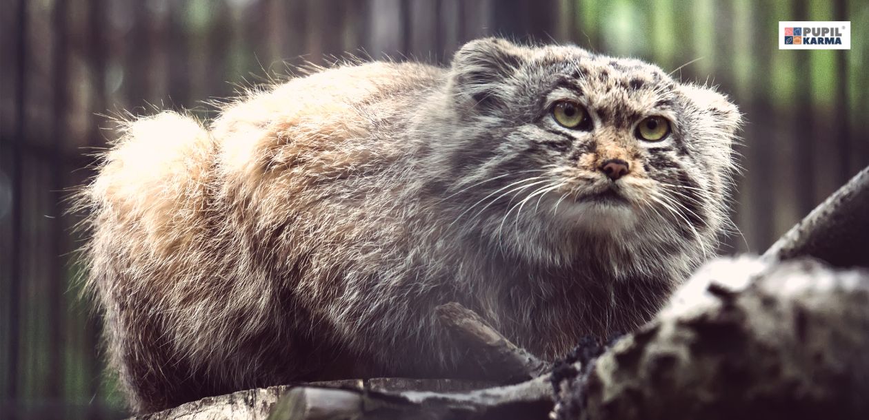 Manul stepowy — dziki kot z Azji Środkowej. Tryb życia. Zdjęcie przedstawia kota manul dzikiego, siedzącego na drzewie. U góry po prawej stronie widać logo pupilkarma